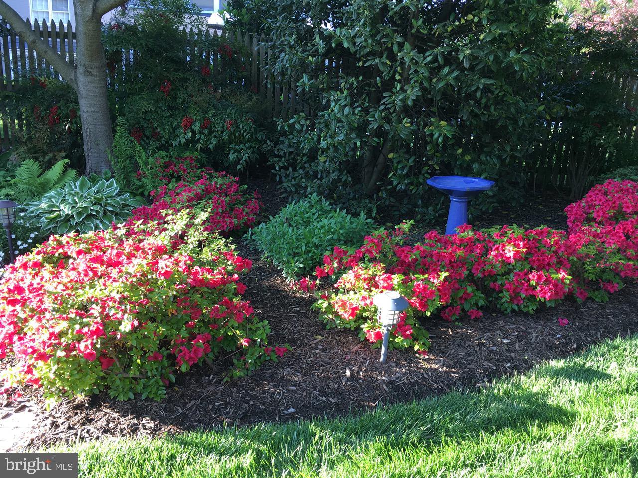 7722 Greentree Road Bethesda, MD 20817 - Photo 49 of 66 beautiful blooming plantings