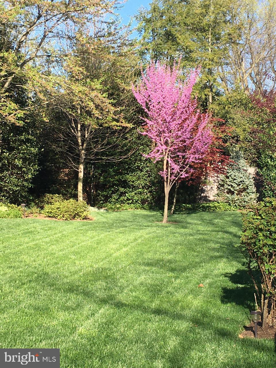 7722 Greentree Road Bethesda, MD 20817 - Photo 52 of 66 lush grounds