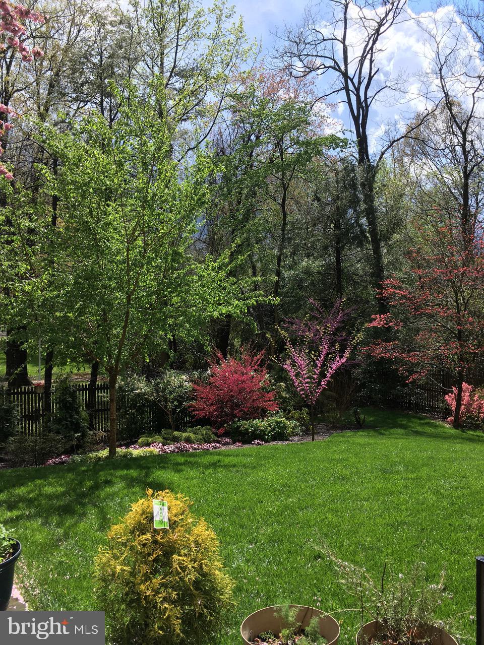 7722 Greentree Road Bethesda, MD 20817 - Photo 54 of 66 blooming yard