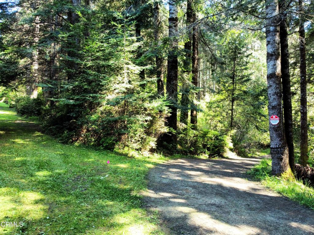 44551 Raven Lane Mendocino, CA 95460 - Photo 1 of 23 a view of a yard with plants and large trees