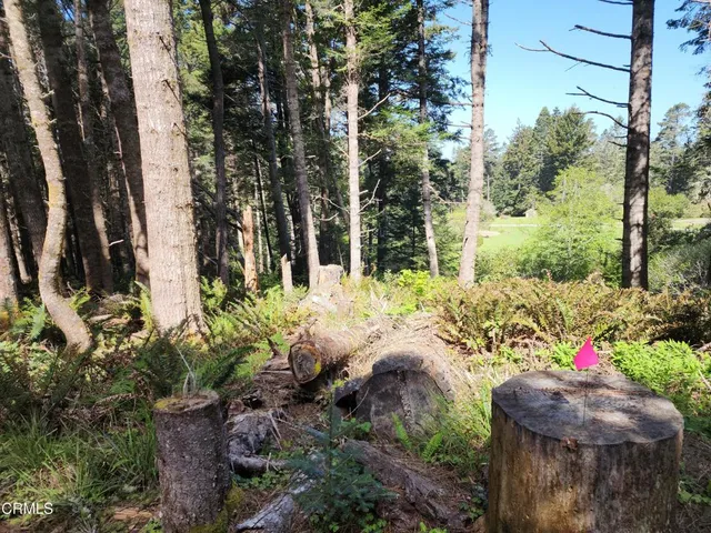 a plant view in yard