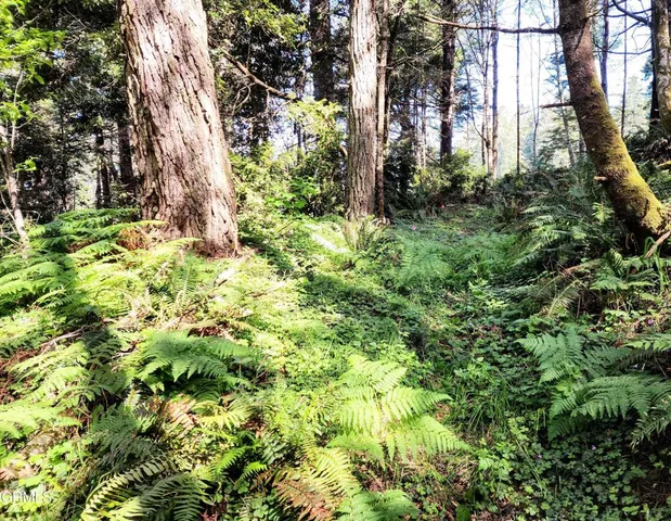 a view of a tree in a yard