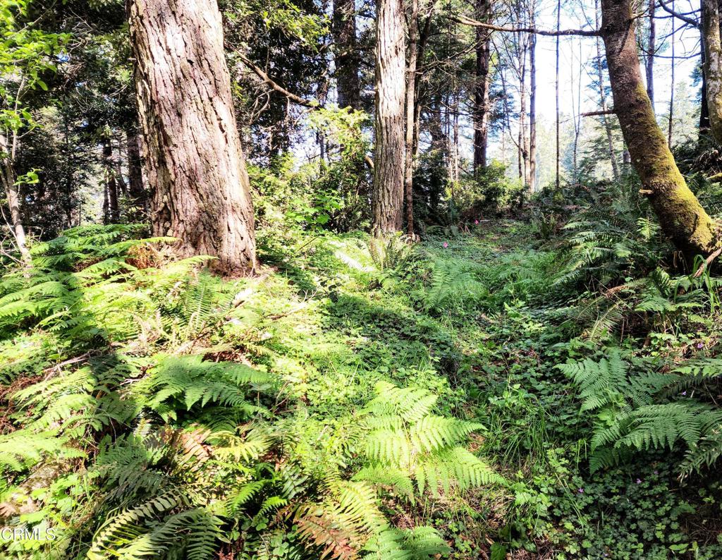 44551 Raven Lane Mendocino, CA 95460 - Photo 12 of 23 a plant view in yard