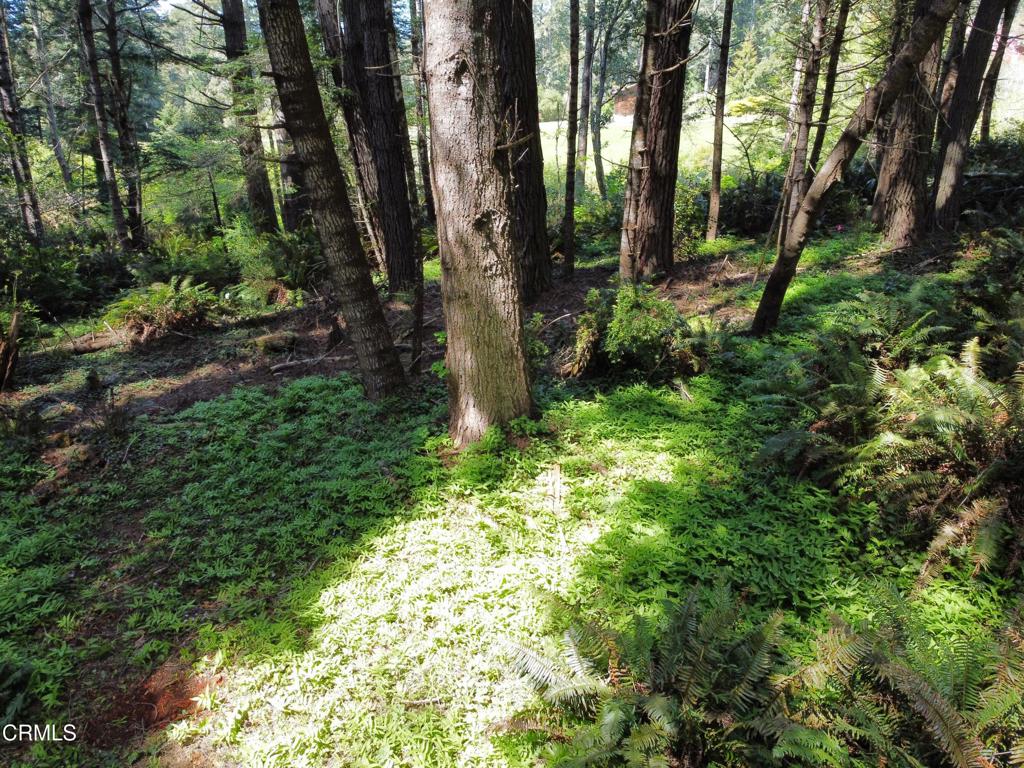 44551 Raven Lane Mendocino, CA 95460 - Photo 14 of 23 a view of backyard with green space