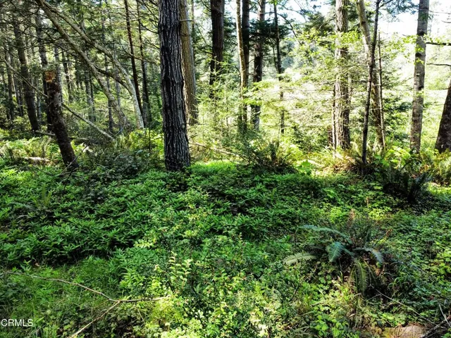 a plant of lots of trees