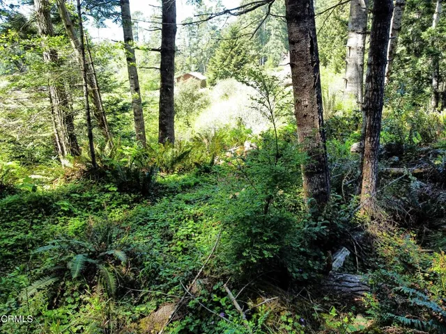 a view of a lush green forest with large trees