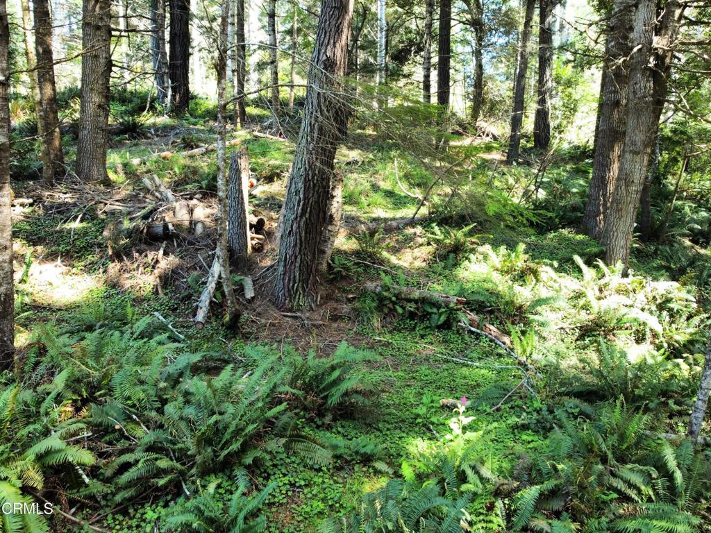 44551 Raven Lane Mendocino, CA 95460 - Photo 20 of 23 a plant of lots of trees