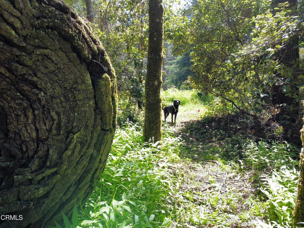 44551 Raven Lane Mendocino, CA 95460 - Photo 22 of 23 a view of outdoor space and tree s