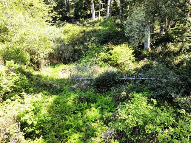 a view of a forest with a tree
