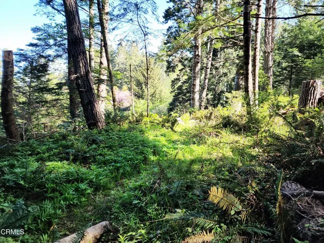 a view of backyard of the house