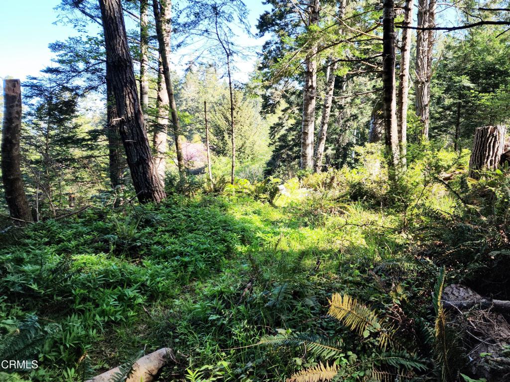 44551 Raven Lane Mendocino, CA 95460 - Photo 9 of 23 a view of outdoor space with lots of trees