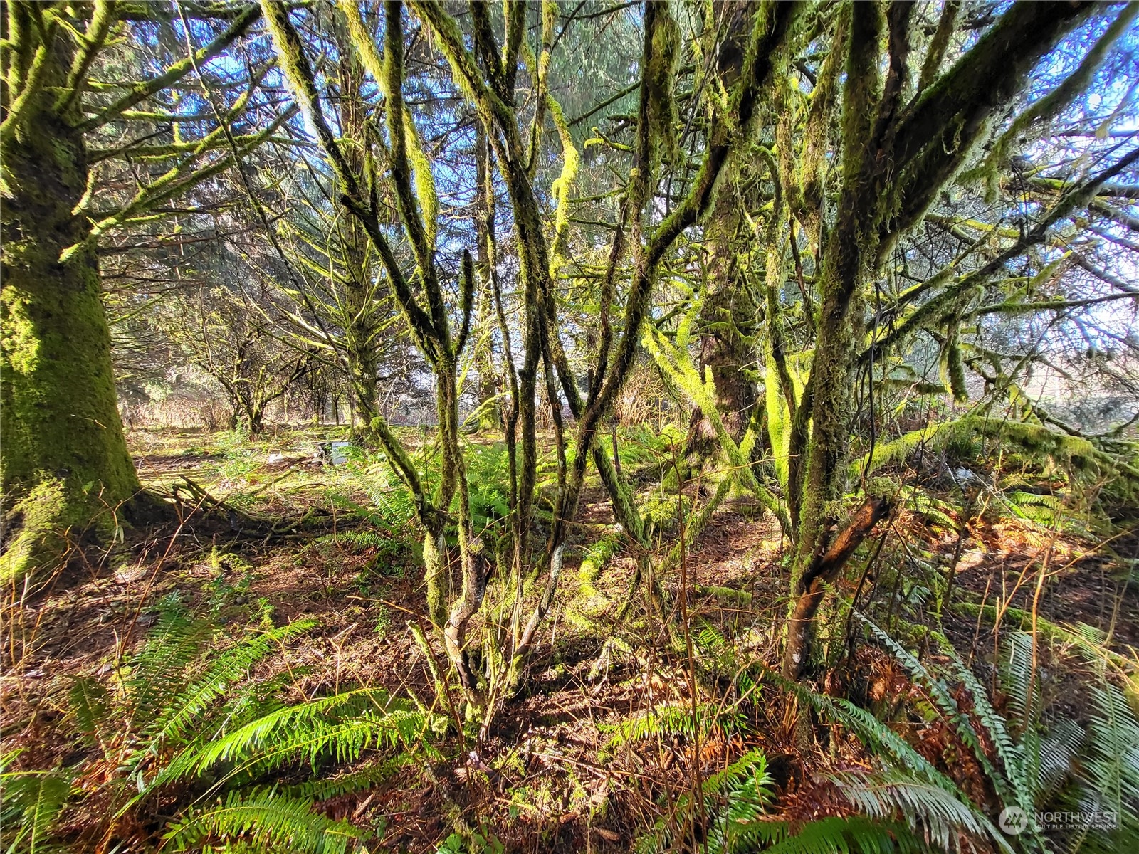 1 Riata Road Forks, WA 98331 - Photo 1 of 3 Gallery Image 1