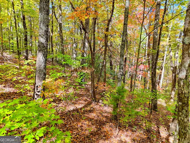 a view of a yard with a tree