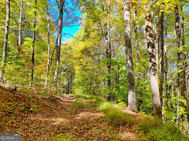 a view of a yard with plants