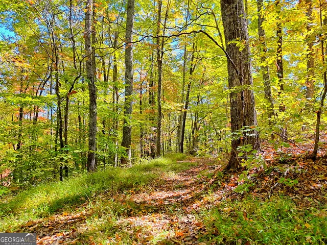 a big yard with lots of green space and plants