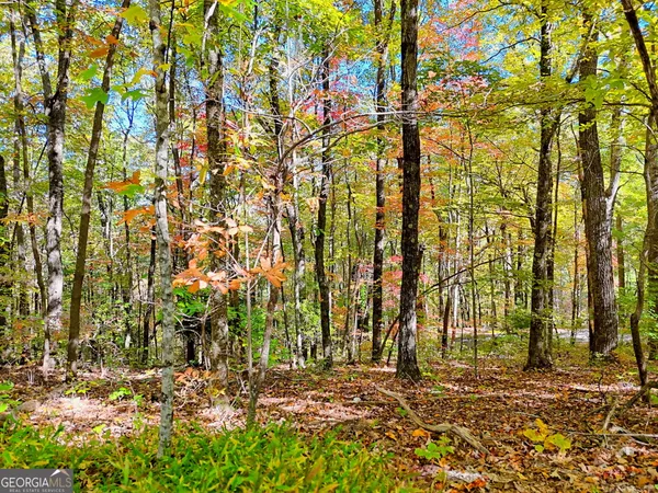 a view of back yard