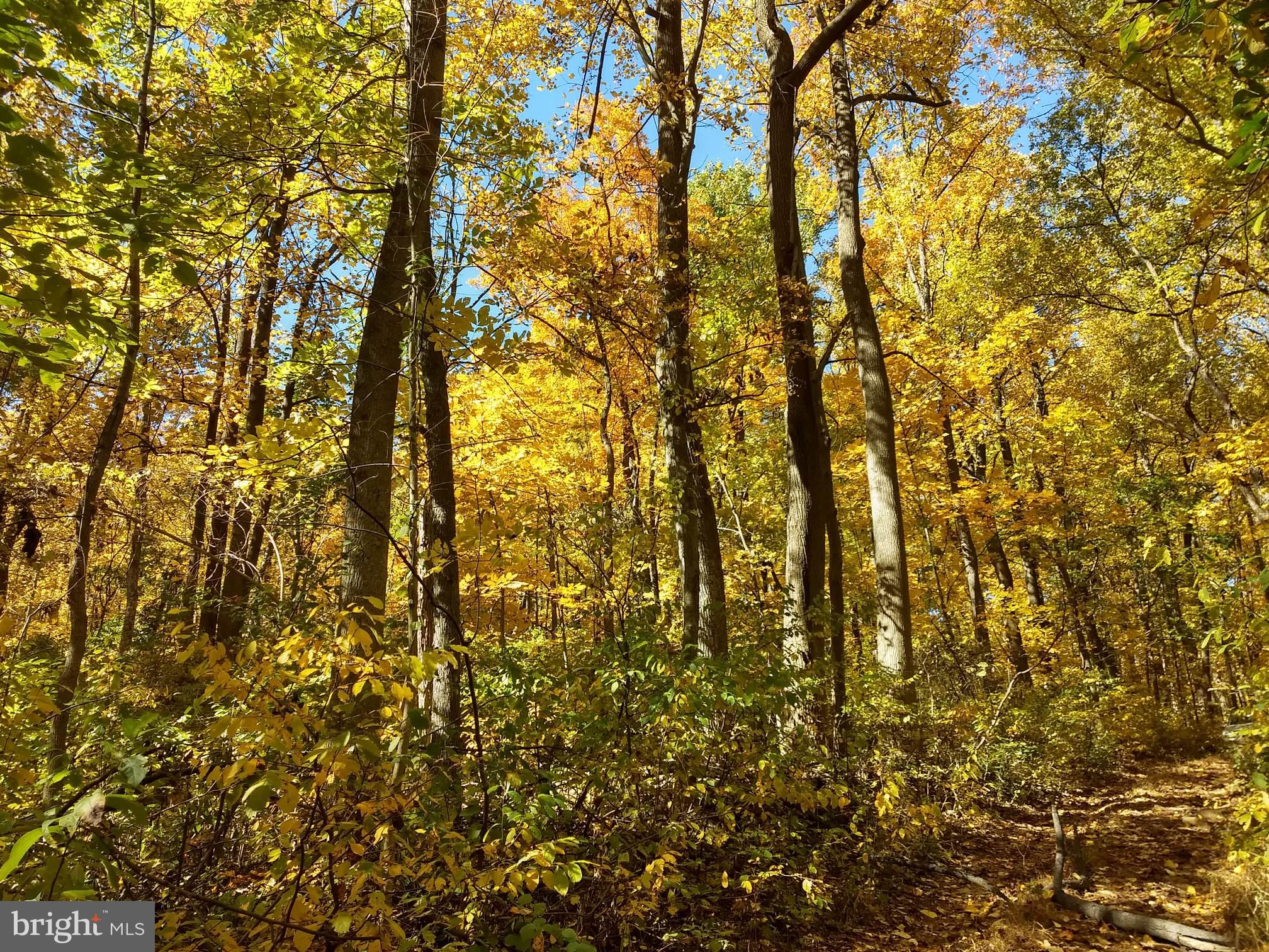 0 Blue Ridge Mountain Road, Unit 21000 Paris, VA 20130 - Photo 8 of 16 BEAUTIFUL FOLIAGE IN FALL
