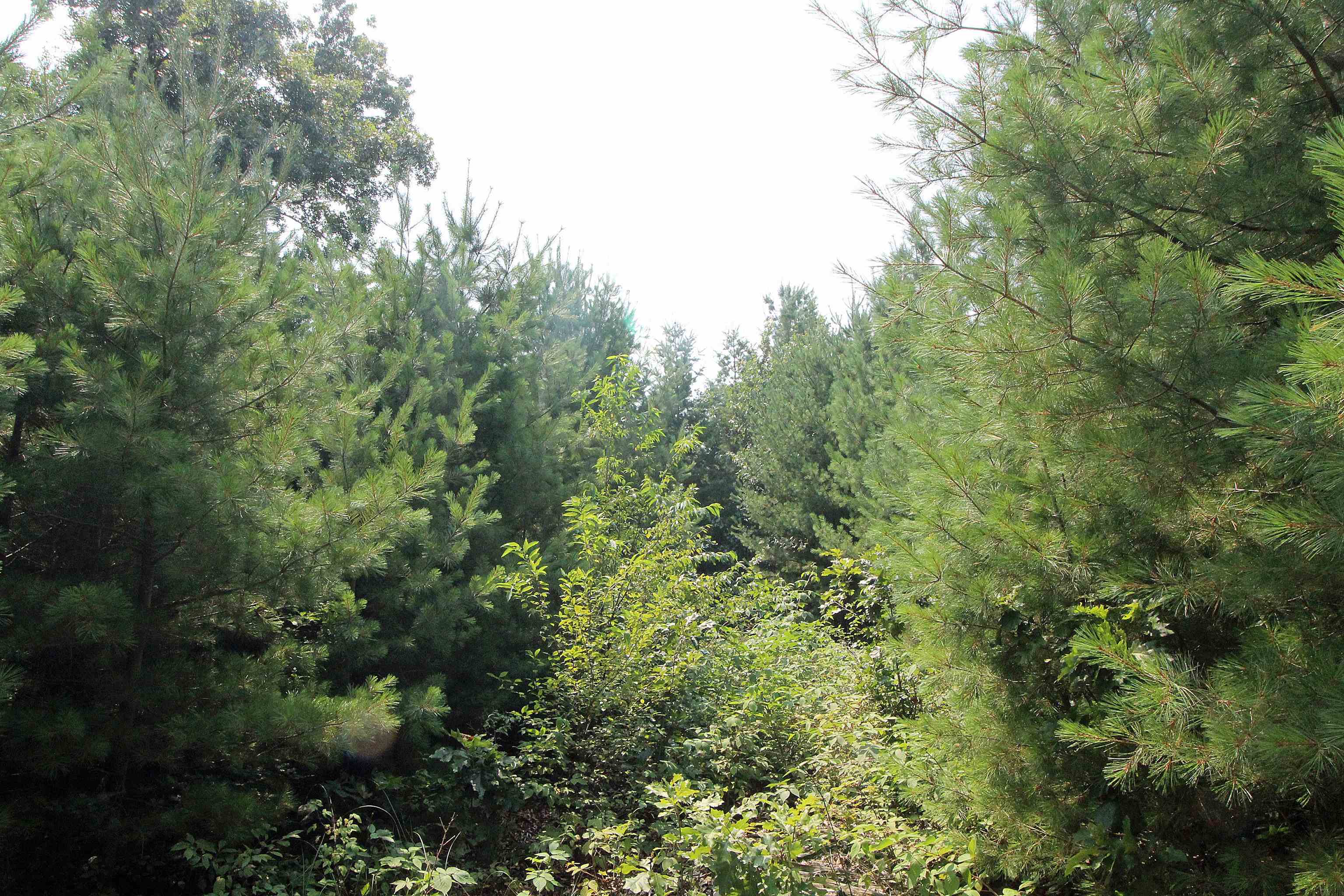 Lot19 Lot19 Timber Spring Green Spring Green, WI 53588 - Photo 15 of 22