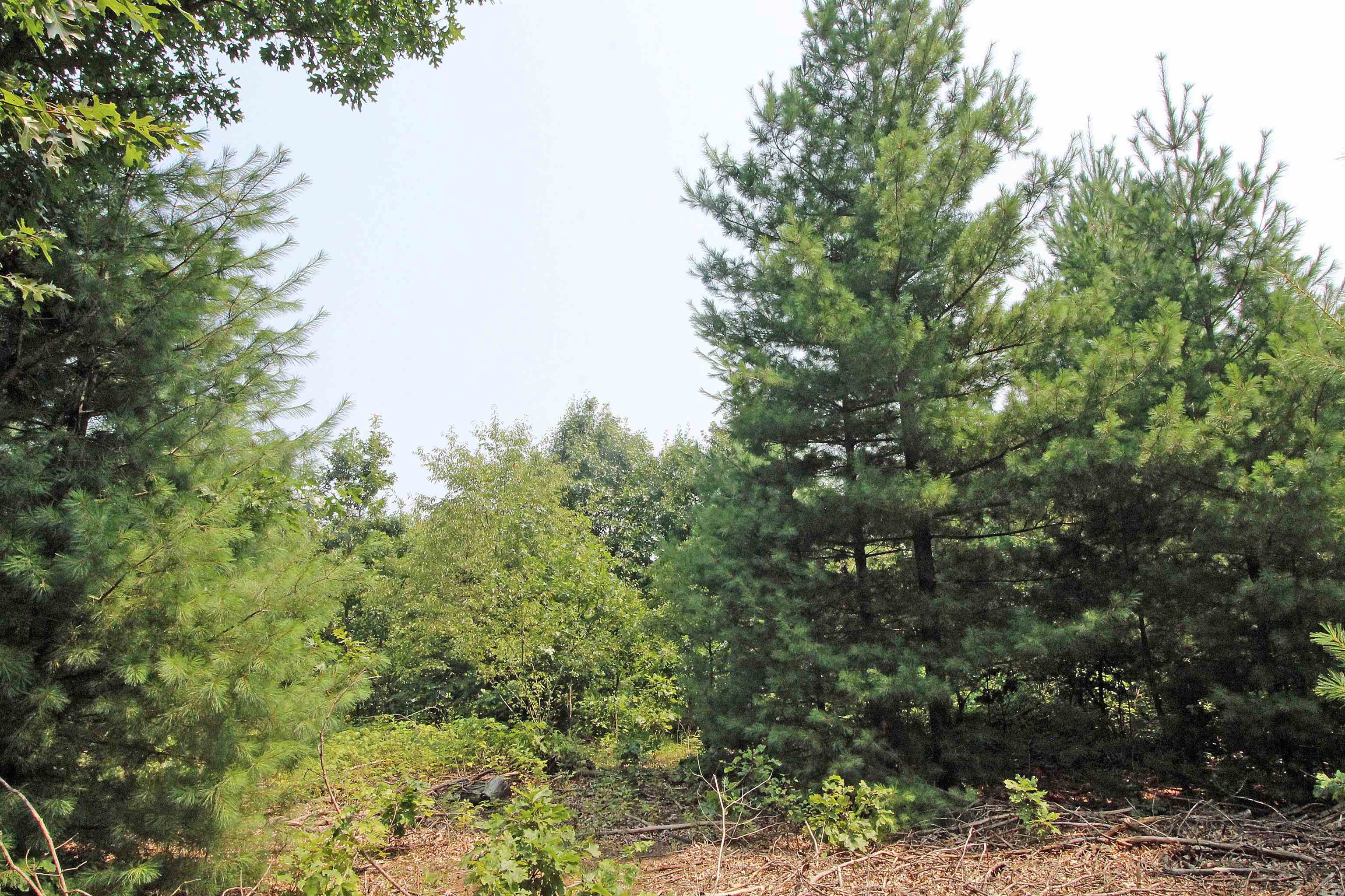 Lot19 Lot19 Timber Spring Green Spring Green, WI 53588 - Photo 3 of 22