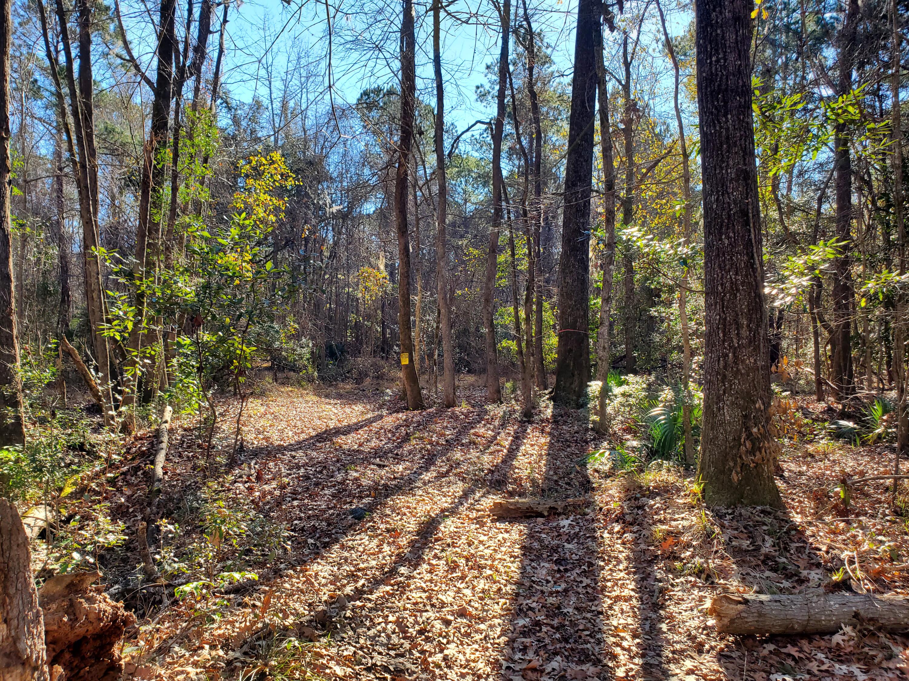 7085 Inman Road Meggett, SC 29449 - Photo 4 of 10 20240117_101015