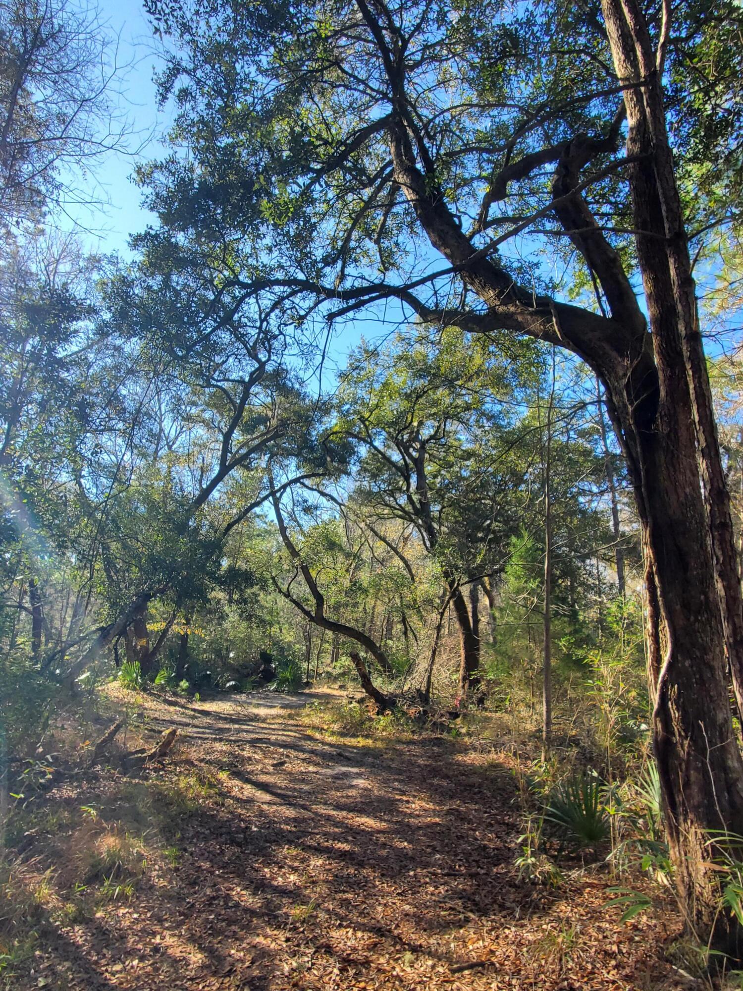 7085 Inman Road Meggett, SC 29449 - Photo 7 of 10 20240117_101611
