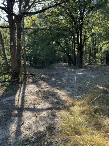 a view of a yard with trees