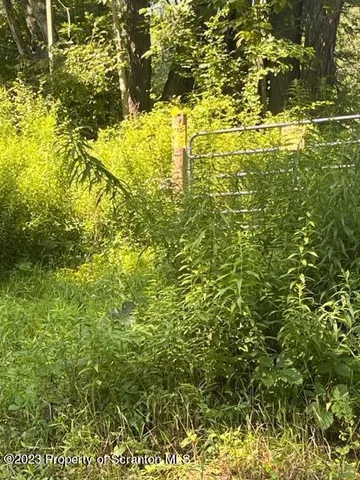 a view of a big yard with lots of plants and small trees