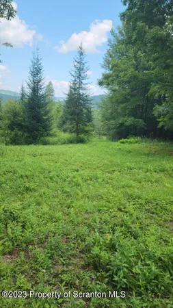a view of a yard