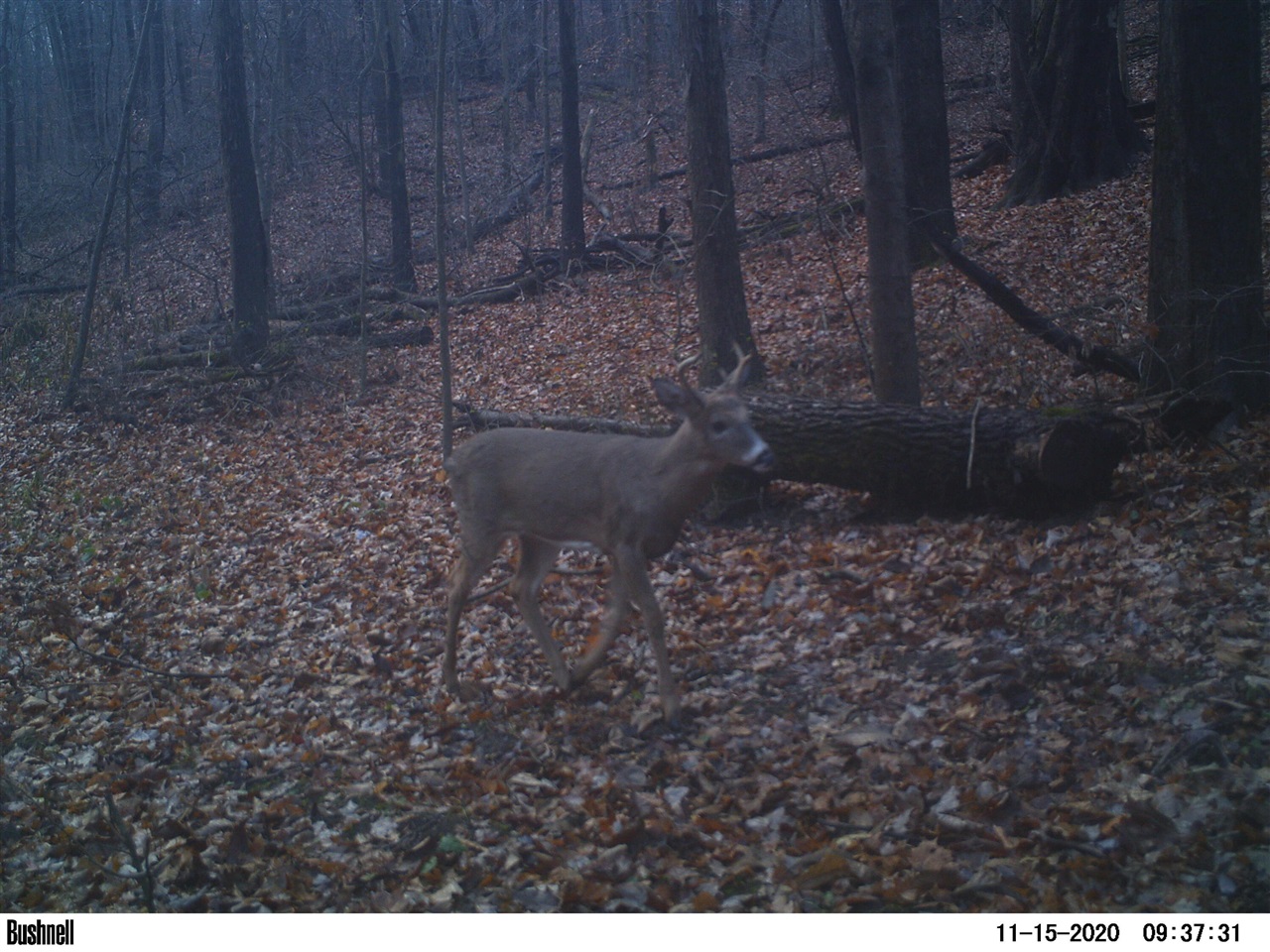Vl Oak Forest Road Buchanan, MI 49107 - Photo 6 of 10