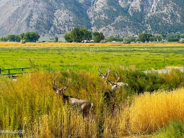$1,700,000 | 2460 Deerhaven, Genoa, NV 89411