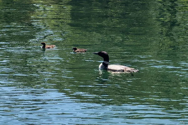 $2,049,000 | 39 North Shore Road, New Durham, NH 03855