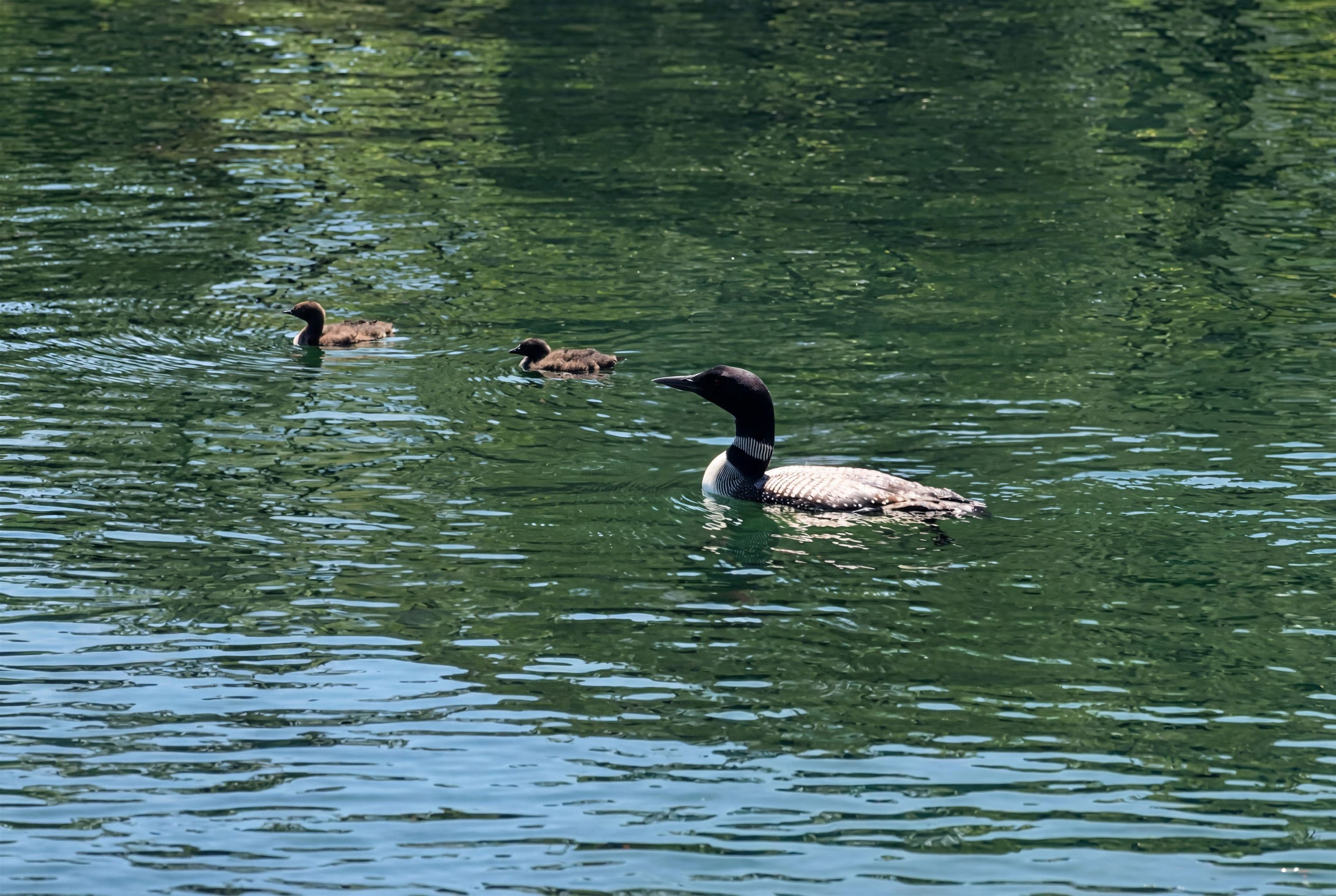 39 North Shore Road New Durham, NH 03855 - Photo 5 of 59