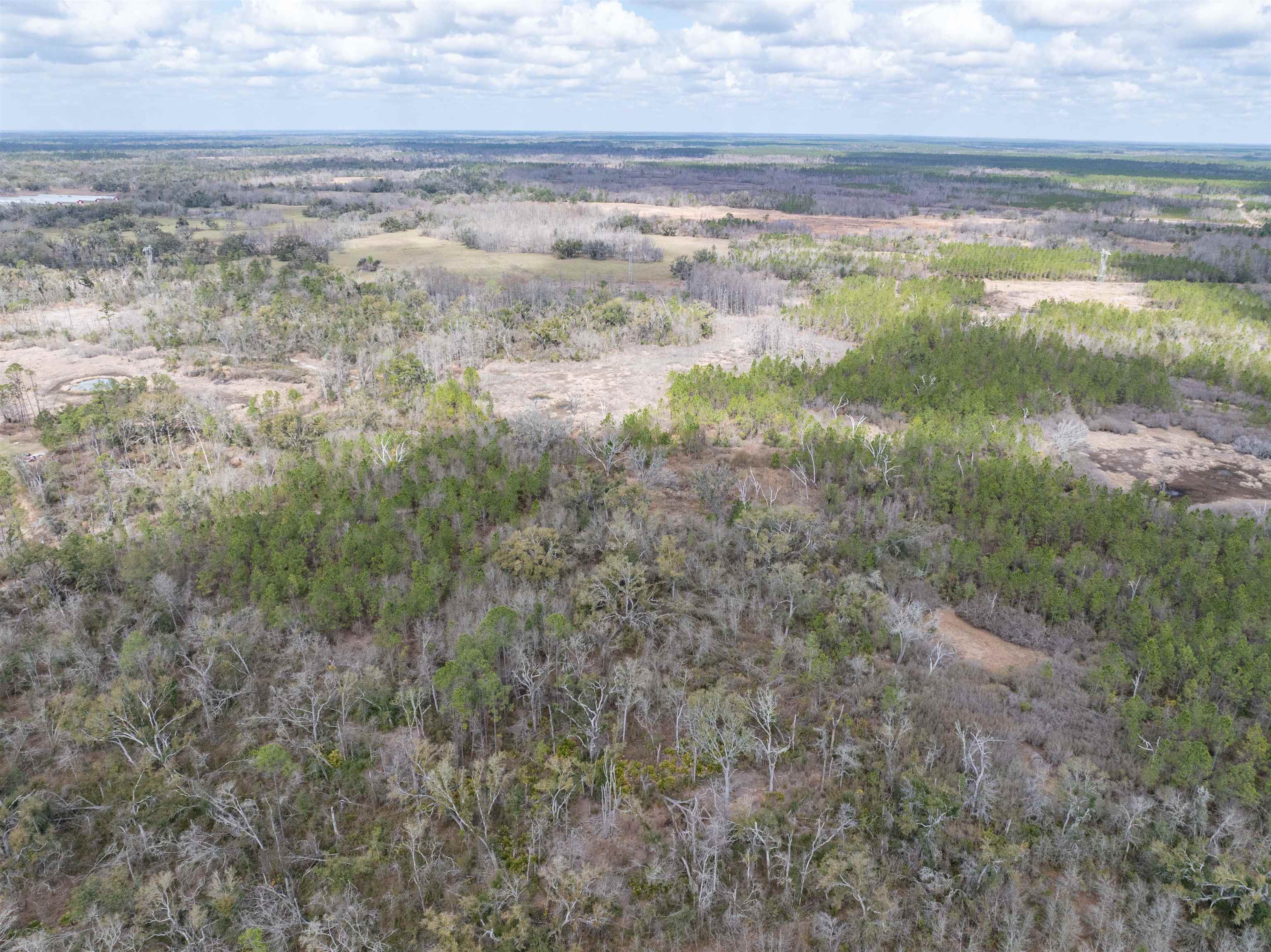 Vacant 40-acres Vacant 40-acres Ellison Frith Road Perry, FL 32347 - Photo 8 of 24