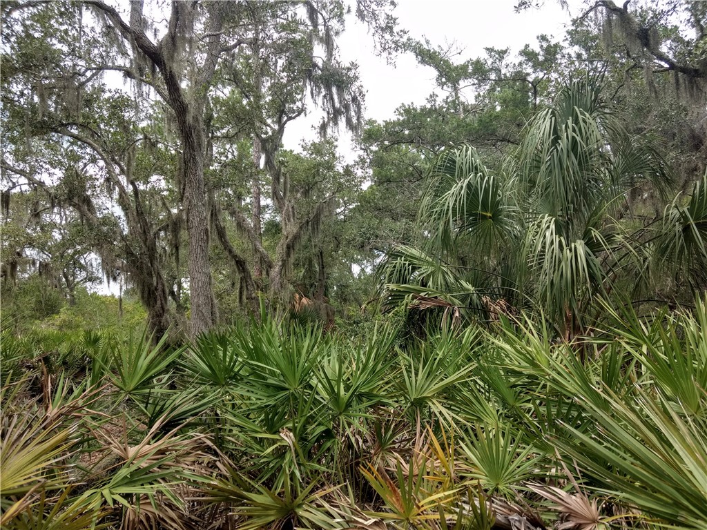 95375 Brookhill Place Fernandina Beach, FL 32034 - Photo 9 of 11 a view of a yard