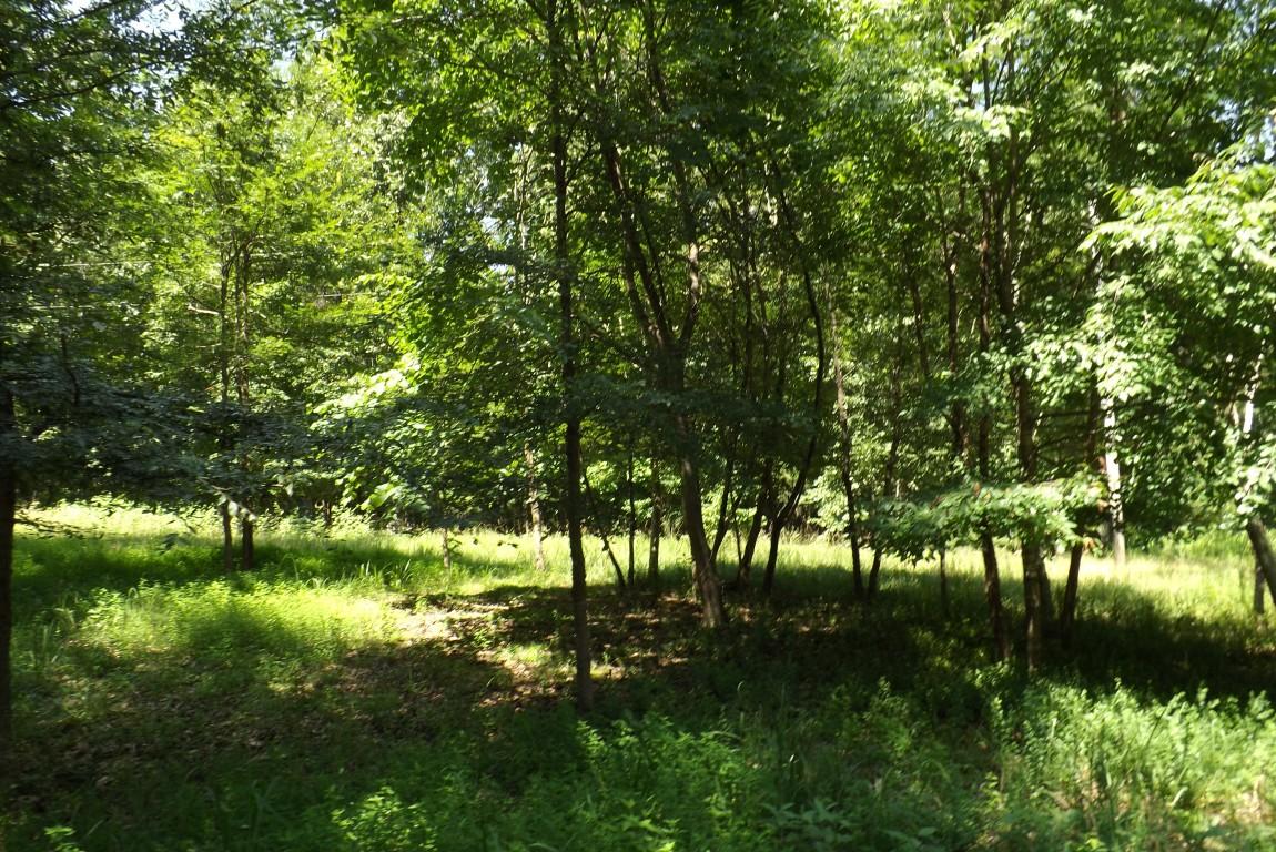 900 Stump Hollow Road Spring City, TN 37381 - Photo 11 of 12 Stump Hollow 11