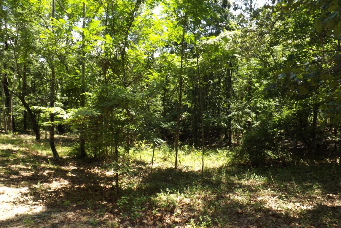 900 Stump Hollow Road Spring City, TN 37381 - Photo 6 of 12 Stump Hollow 6