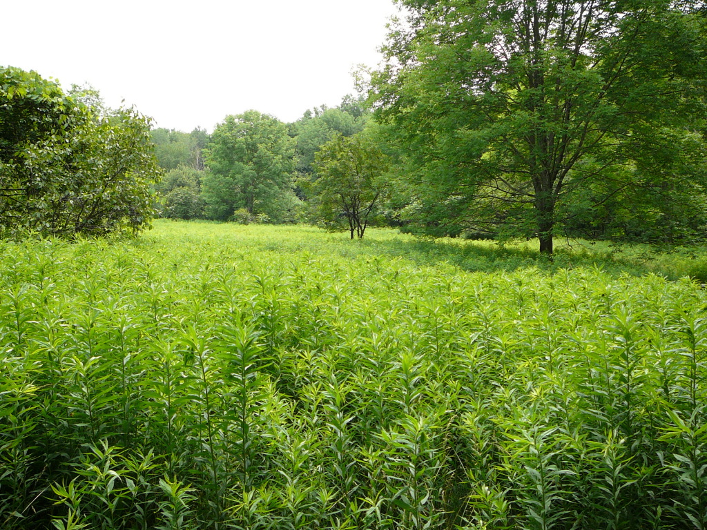 Lenox Road West Stockbridge, MA 01266 - Photo 2 of 2 a view of a yard with a tree