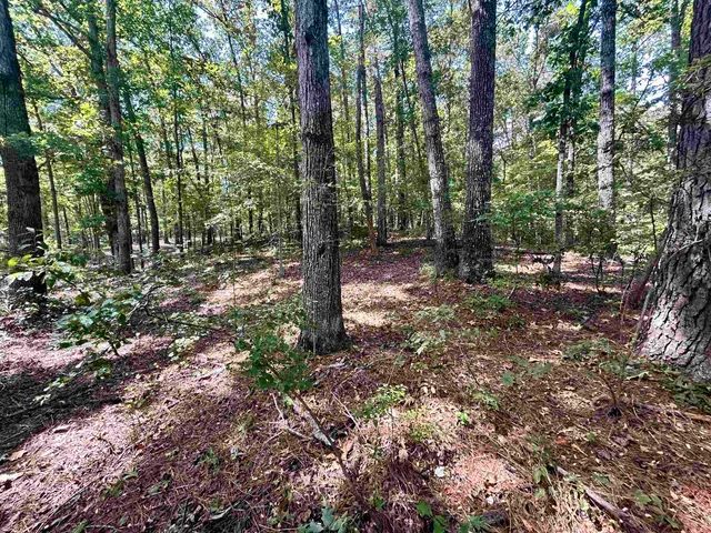a view of a forest with trees in the background