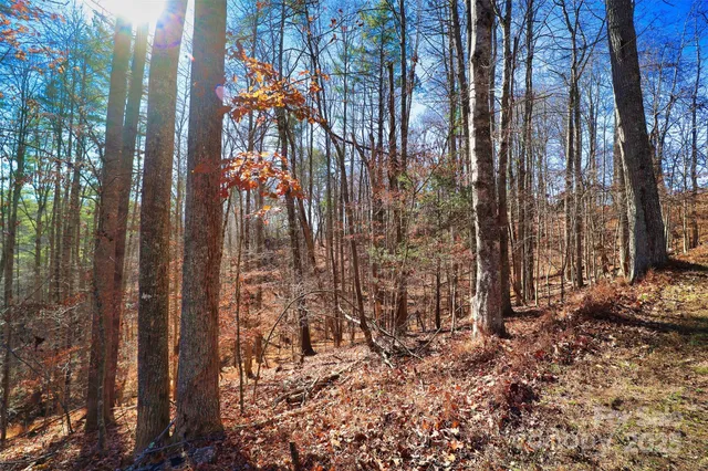 a view of a yard with plants and trees