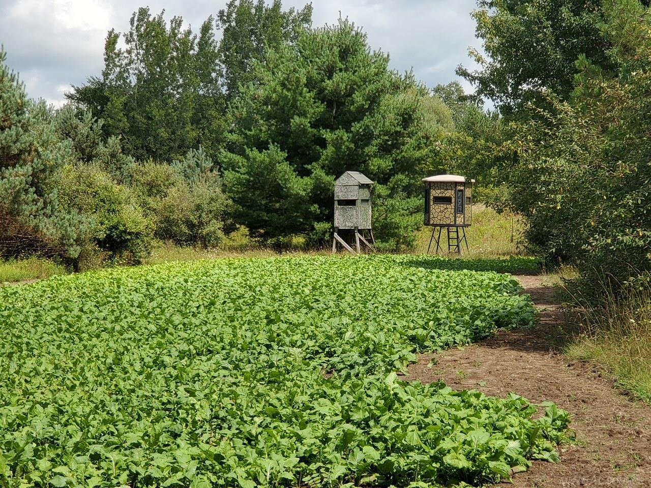 Vl Phipps Road Applegate, MI 48401 - Photo 1 of 11 Gallery Image 1