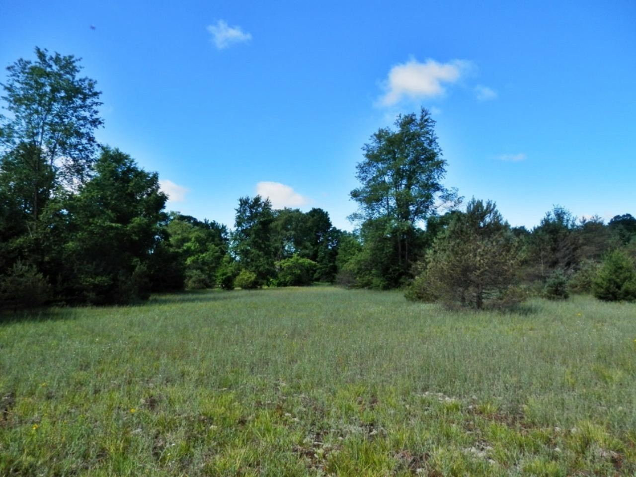 13799 Springdale Road Thompsonville, MI 49683 - Photo 32 of 34 Southeast corner of property