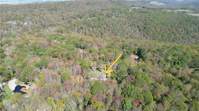 a close up of a plant in a yard