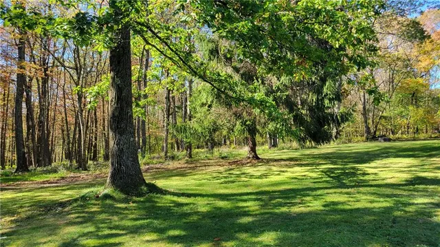 a view of a backyard with large trees