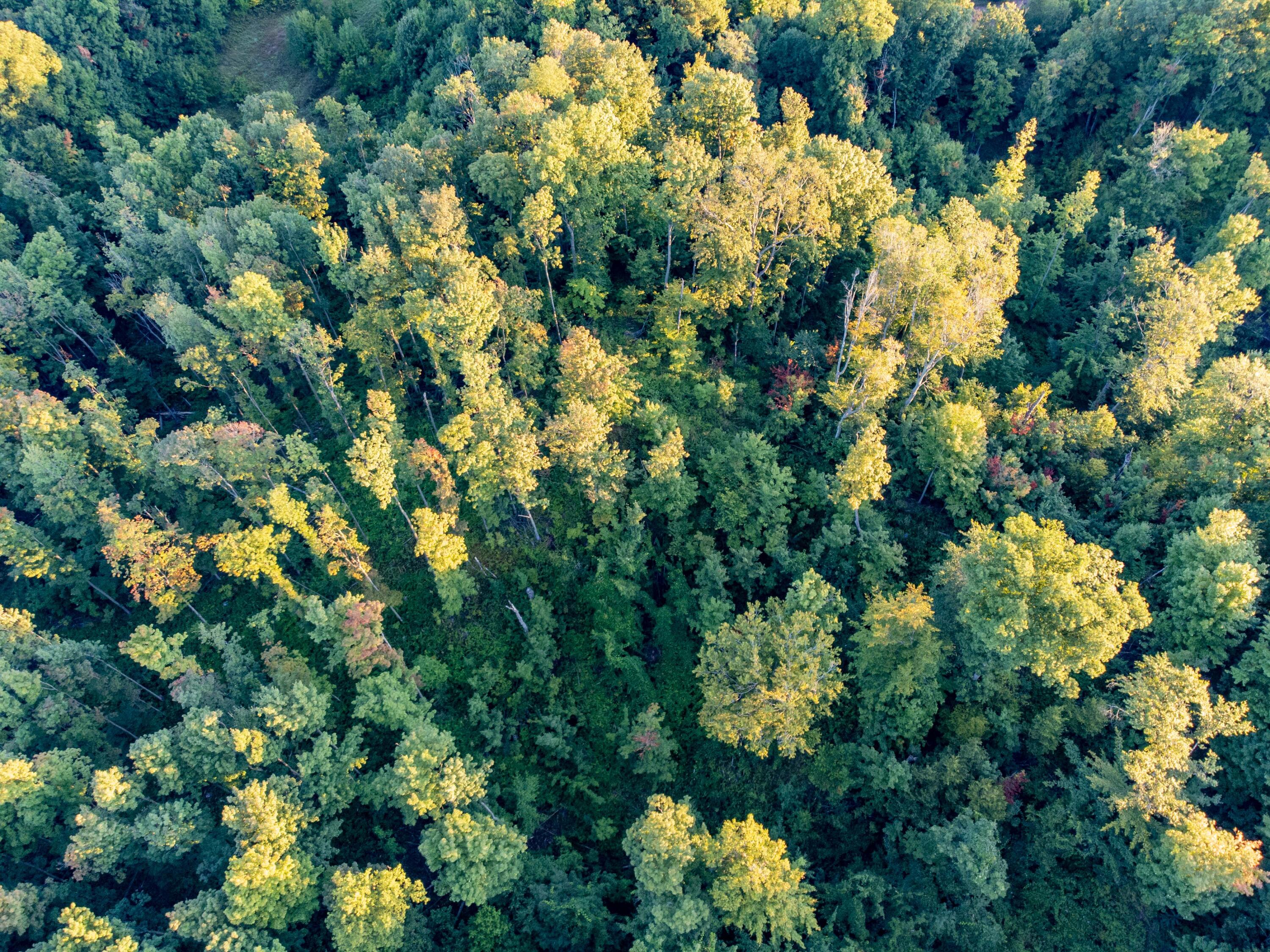 0 West Hazel Road Hart, MI 49420 - Photo 12 of 25 DJI_0639