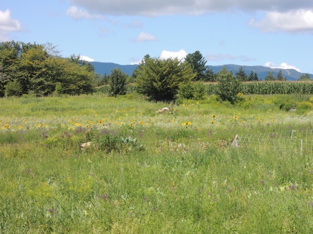 2850 East Warren Road Waitsfield, VT 05673 - Photo 20 of 30