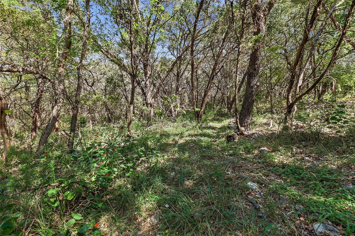 4301 Stearn's Lane Austin, TX 78745 - Photo 37 of 39 a close up of a tree in a yard