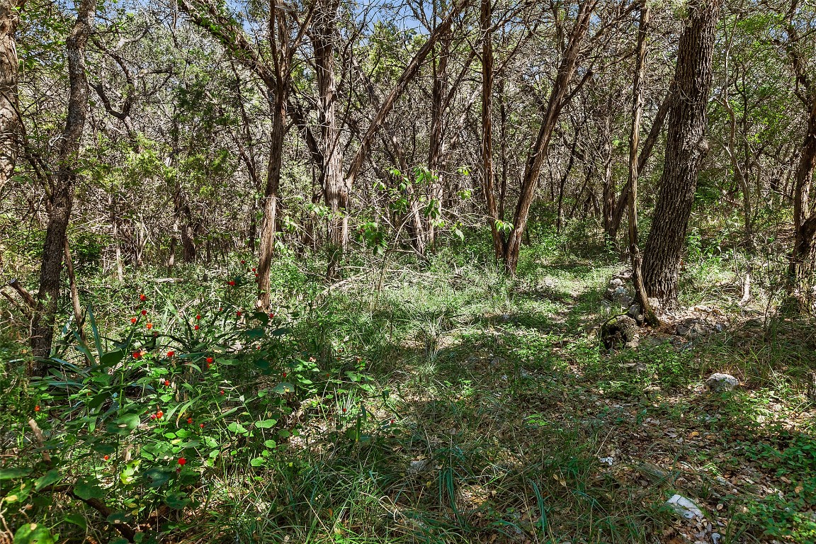 4301 Stearn's Lane Austin, TX 78745 - Photo 38 of 39 a view of a lush green forest