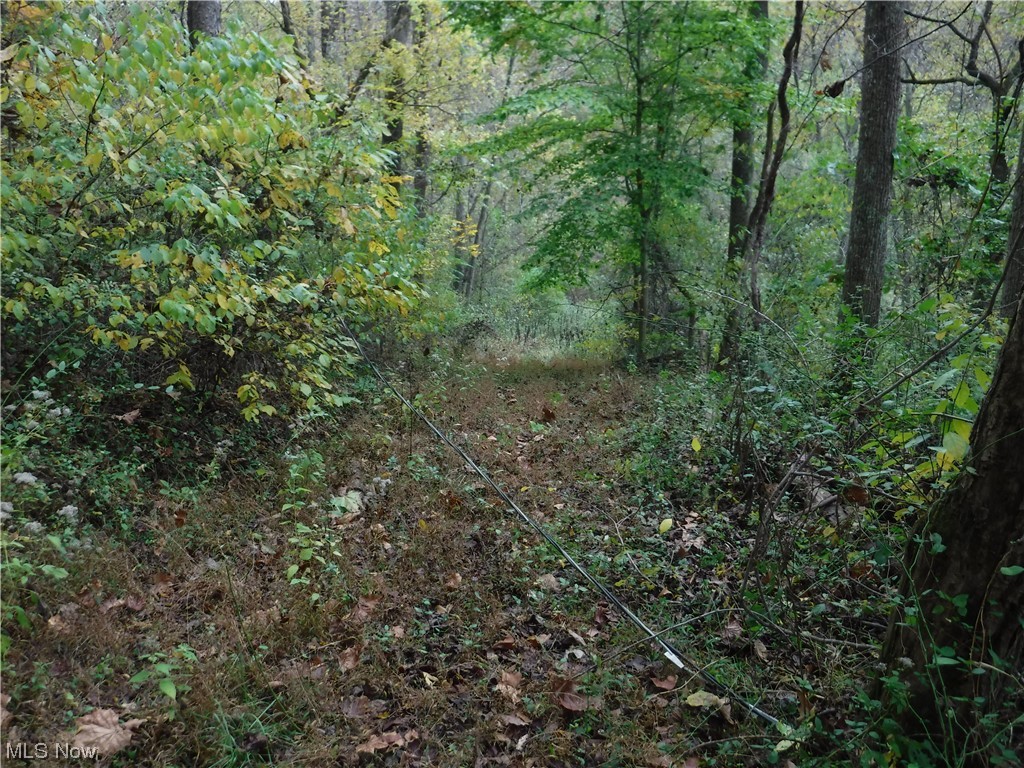 State Route26 Wingett Run Reno, OH 45773 - Photo 14 of 34 Hardwoods area leading to back of property.