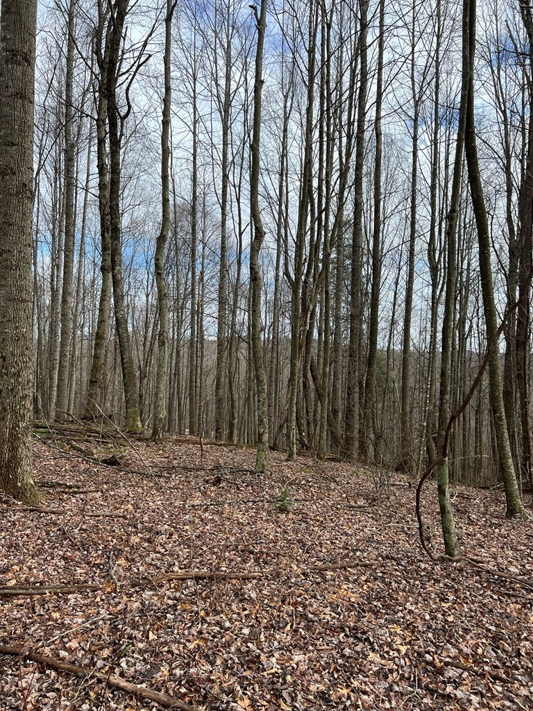 9637 Dugspur Road Laurel Fork, VA 24352 - Photo 22 of 32 Gallery Image 22