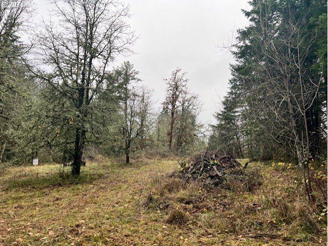 Northwest Plainview Road Portland, OR 97231 - Photo 22 of 37 a view of a forest with trees in the background